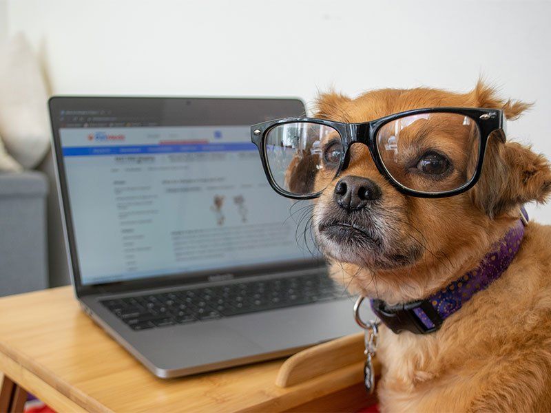 dog with glasses at computer