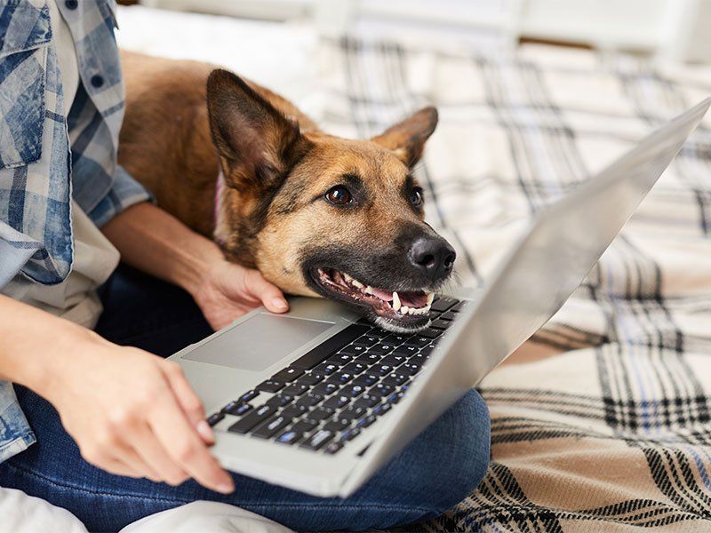 Man and dog with laptop