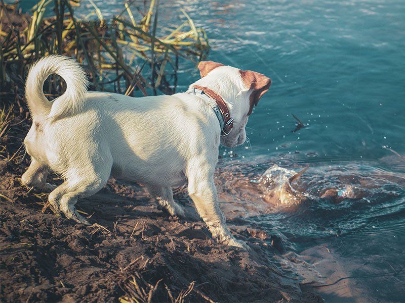 dog and fish