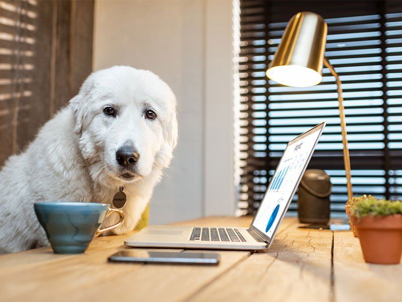 dog at laptop working from home