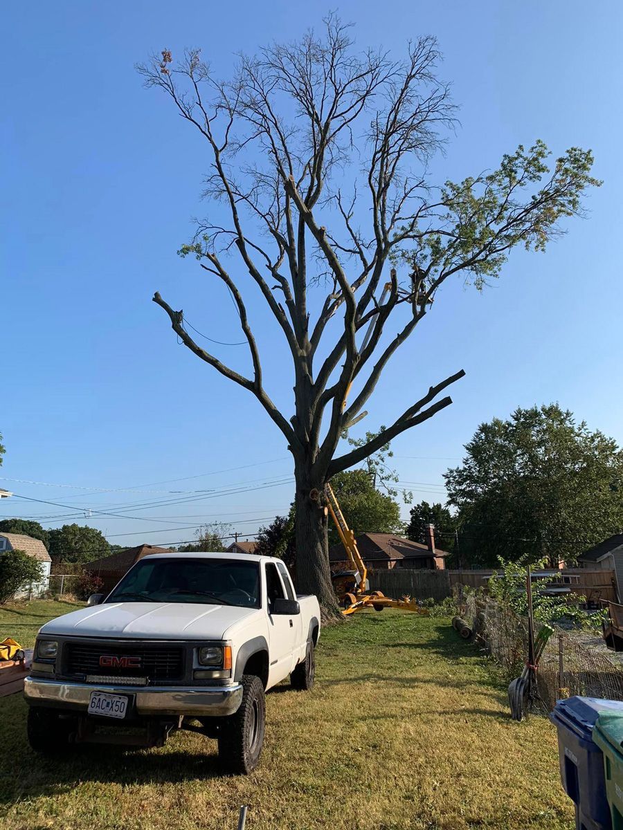 Large Tree Trimming — Saint Louis, MO — Zerr Lawn Care & Landscape LLC