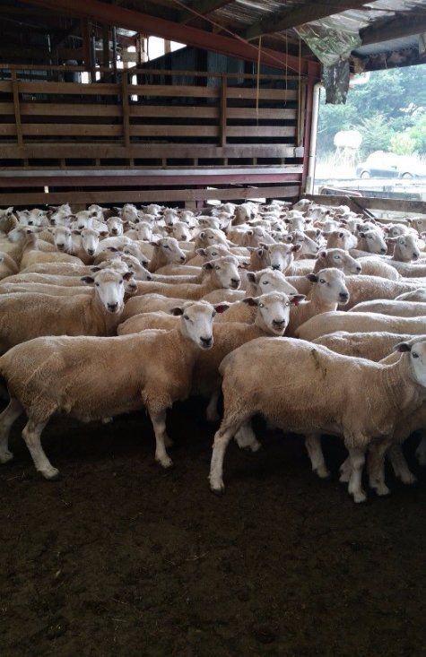 Sheeps in cattle farm