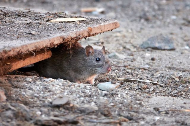 Why Is My Mouse Trap Not Working?” 7 Reasons Why - Midway Pest Management