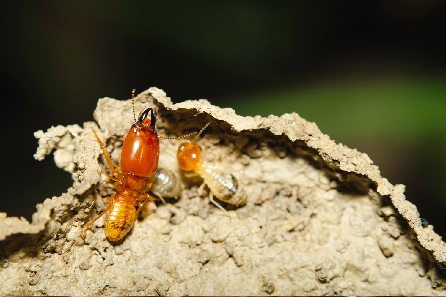 What You Can Do To Prepare for Spring Termites During The Winter