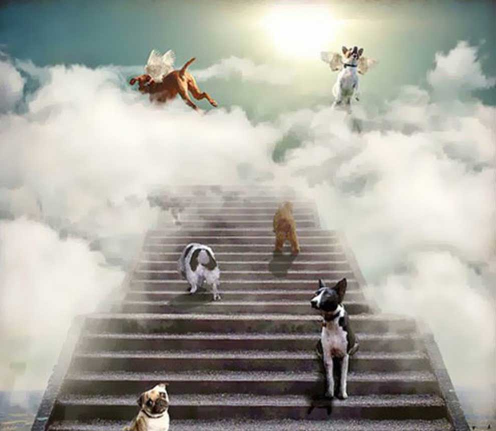 HORTA CREMACIÓN DE MASCOTAS - Cremación e incineración de mascotas