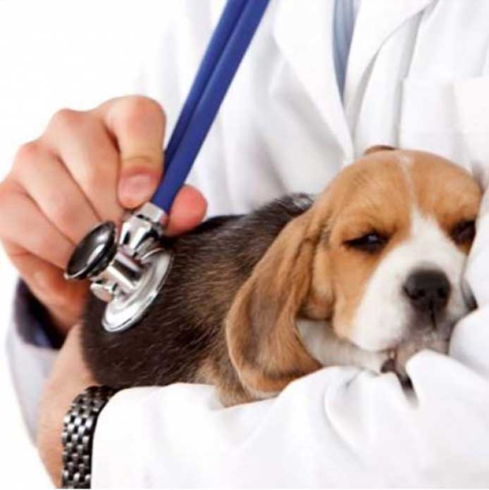 HORTA CREMACIÓN DE MASCOTAS - Servicio de médico veterinario