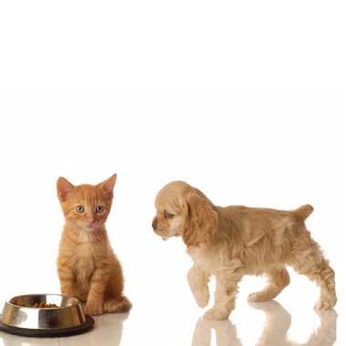 HORTA CREMACIÓN DE MASCOTAS - Cremación de mascotas y recuperación de cenizas