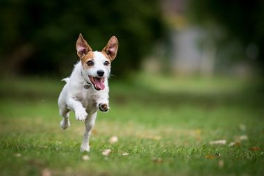 Morton villas dog clearance kennels