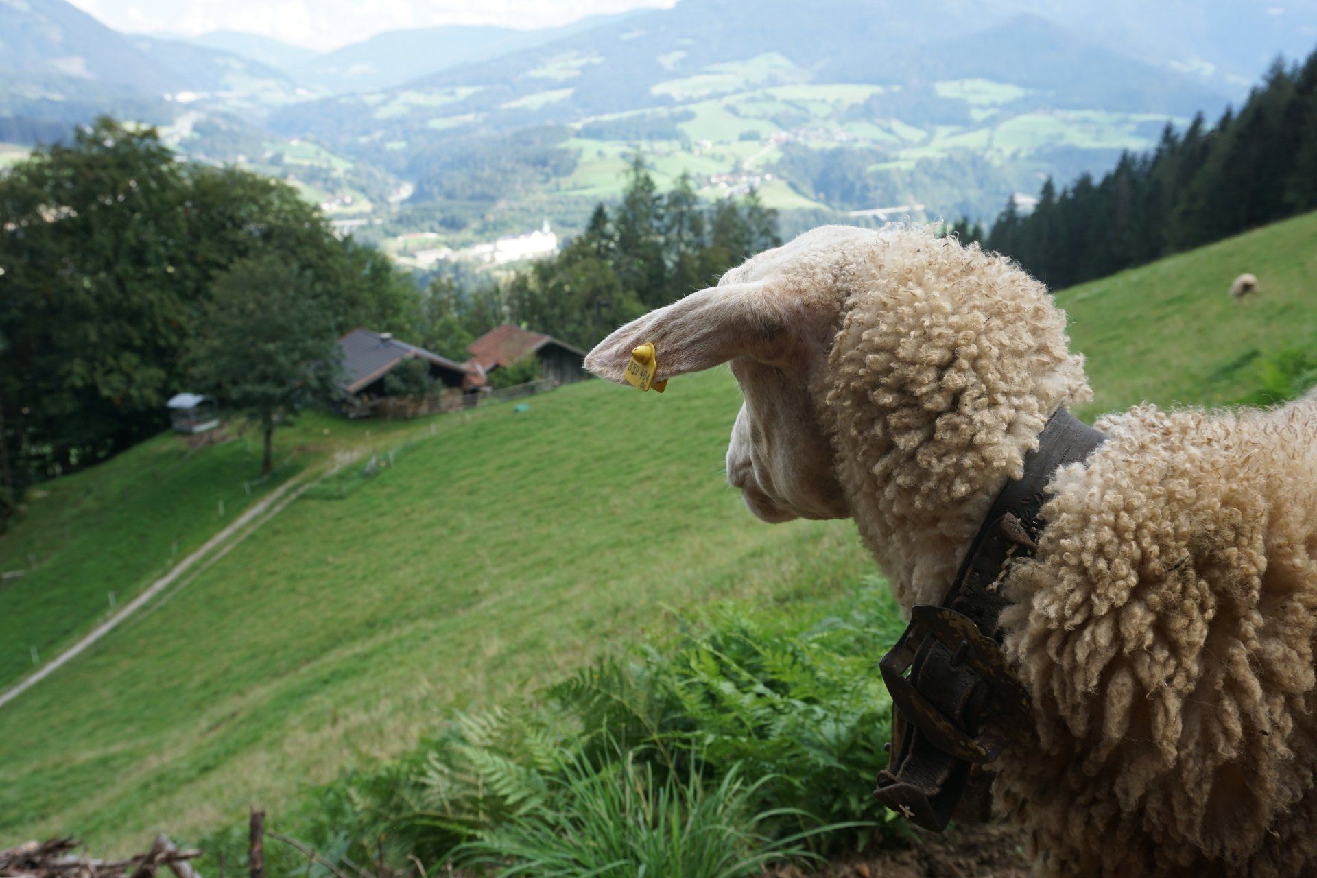 Schaf blickt auf die Weide