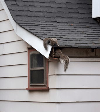 Peachtree City Flying Squirrel Removal - Webbcon Wildlife Removal