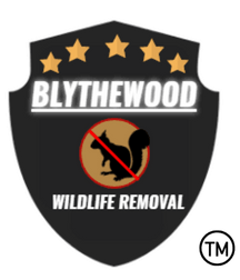 Blythewood Wildlife Removal Lexington South Carolina blythewoodwildlife.net