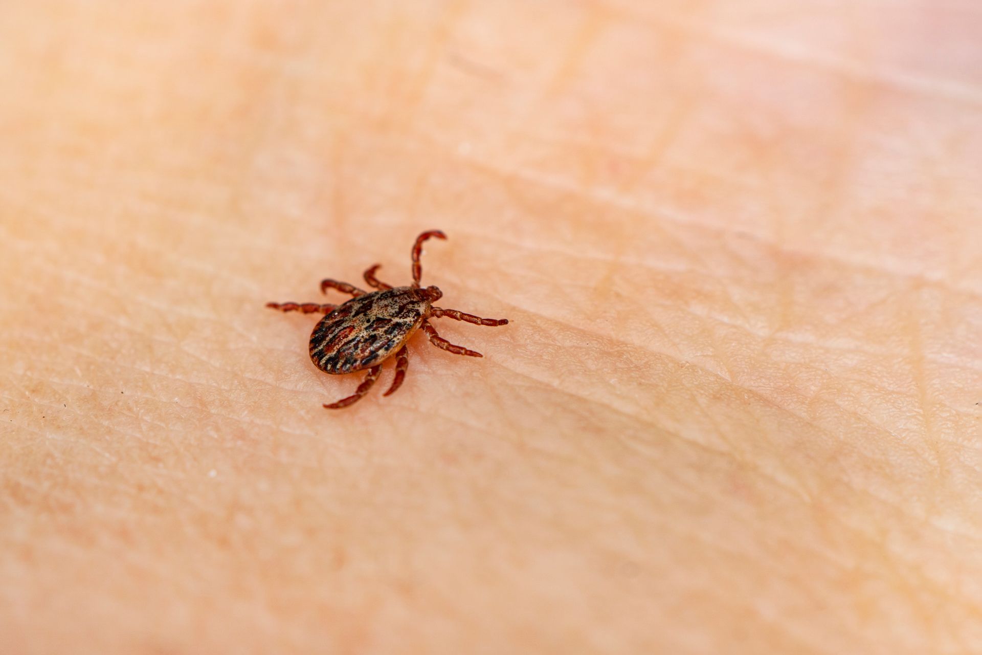 An insect carrying tick-borne diseases crawls on a person’s skin.