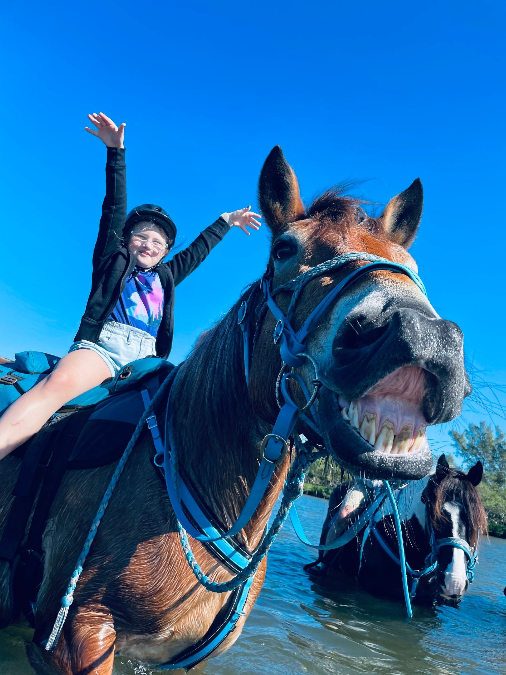 Meet the Horses | Carousel Sea Horses