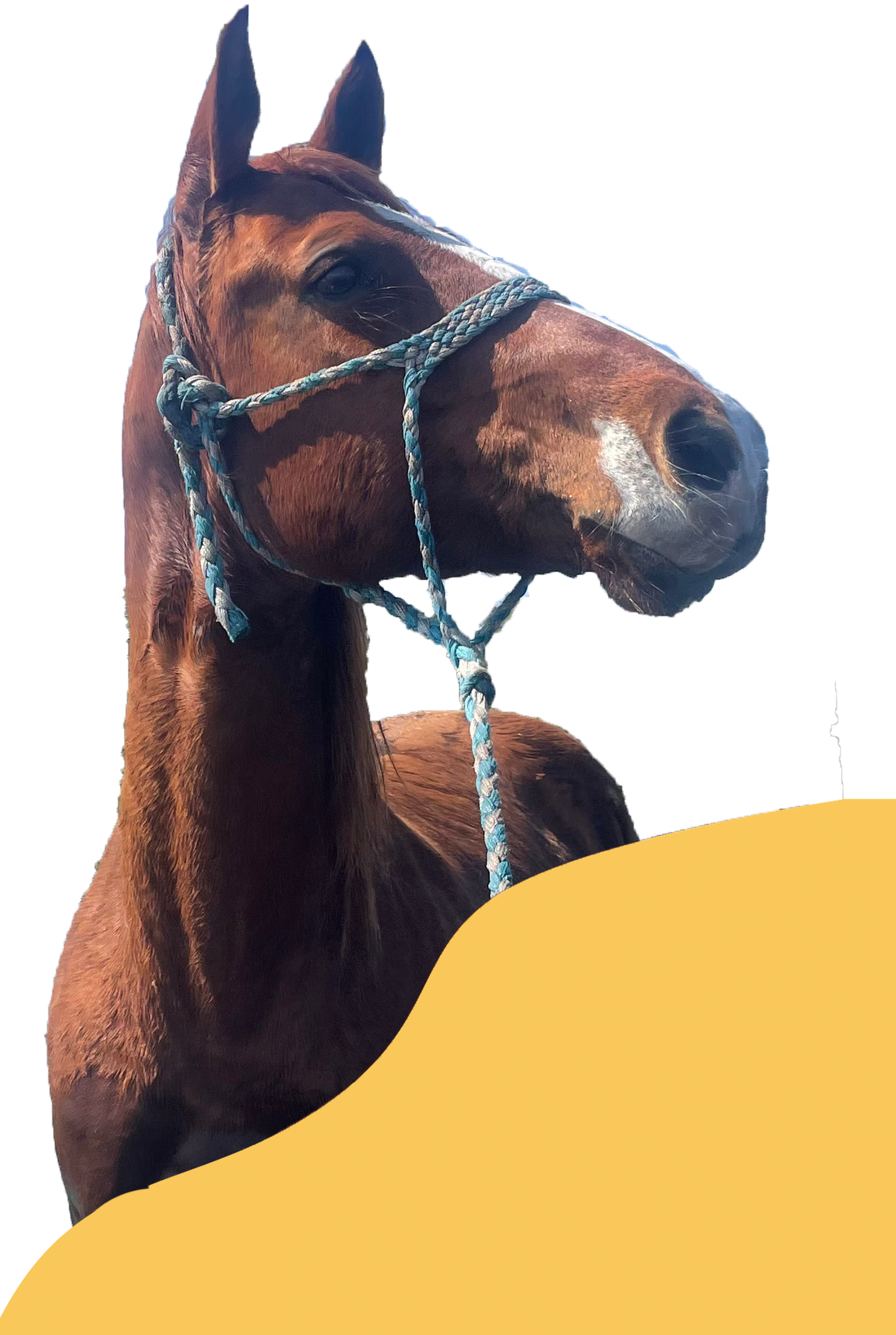 Group of girls horse back riding