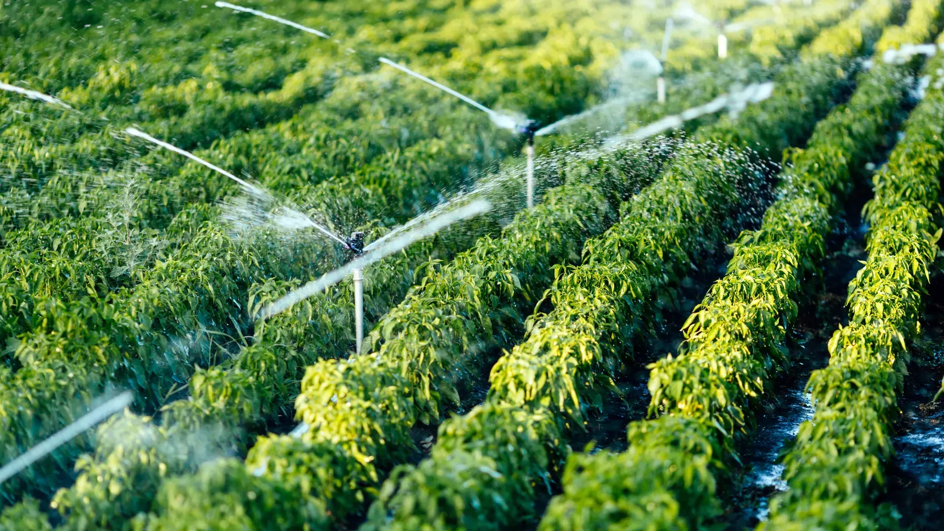 Rows of green crops being watered by sprinklers in a field.