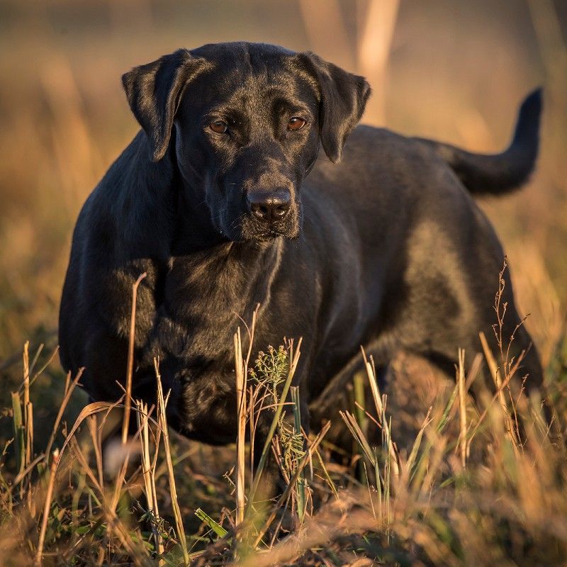 Search Engine Optimization Agency