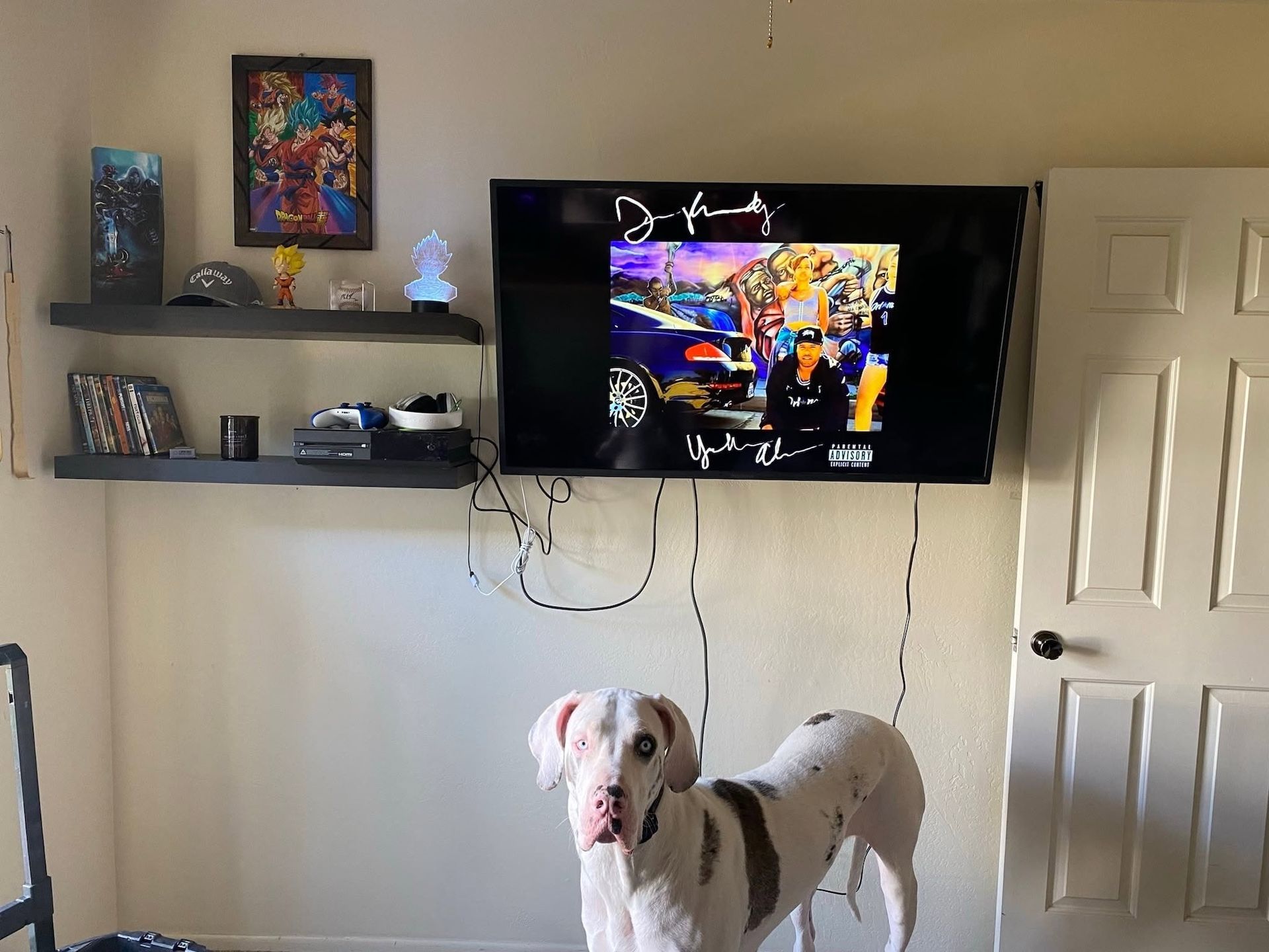 Living room with wall-mounted TV, shelves, and a white-and-brown dog standing beneath dangling cords.
