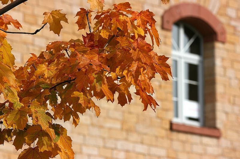 Autumn leaves in front of brick masonry building window.