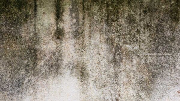 Masonry wall with dark biological staining and vertical streaks, showing typical algae and mildew discoloration prior to biocide treatment.