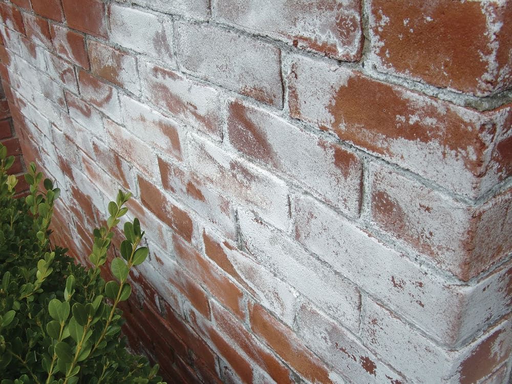 White, powdery efflorescence covering a brick wall, showing salt deposits caused by moisture migration through masonry—an indicator of underlying water intrusion that warrants further inspection.