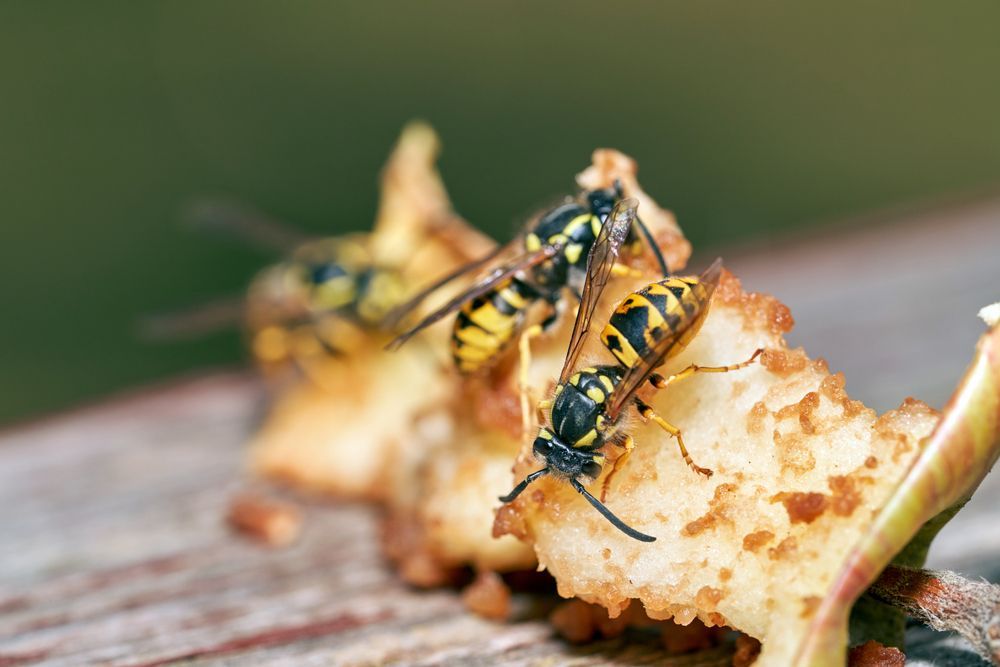 Yellow and black wasps feeding on a piece of fruit on a wooden surface.