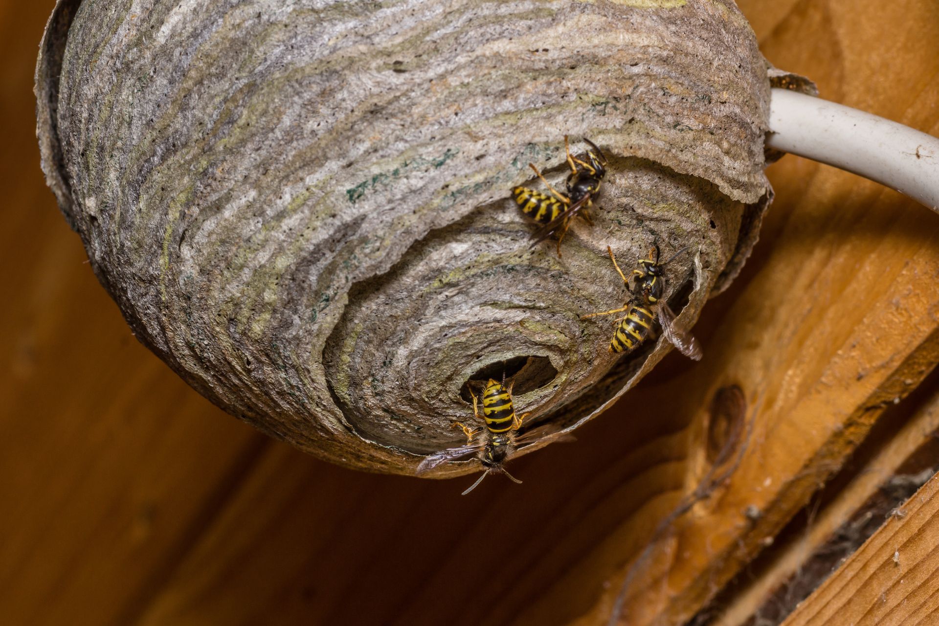 Wasp nest attached to a wooden beam with several yellow and black wasps.