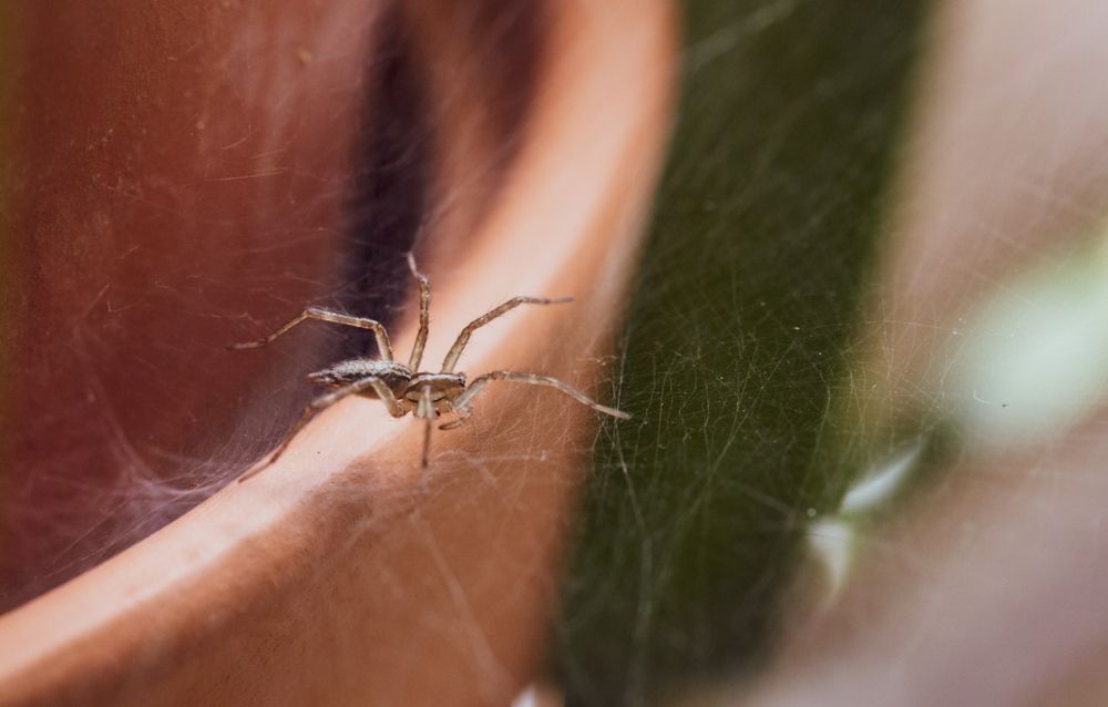 A small brown spider on a web near a terracotta pot.