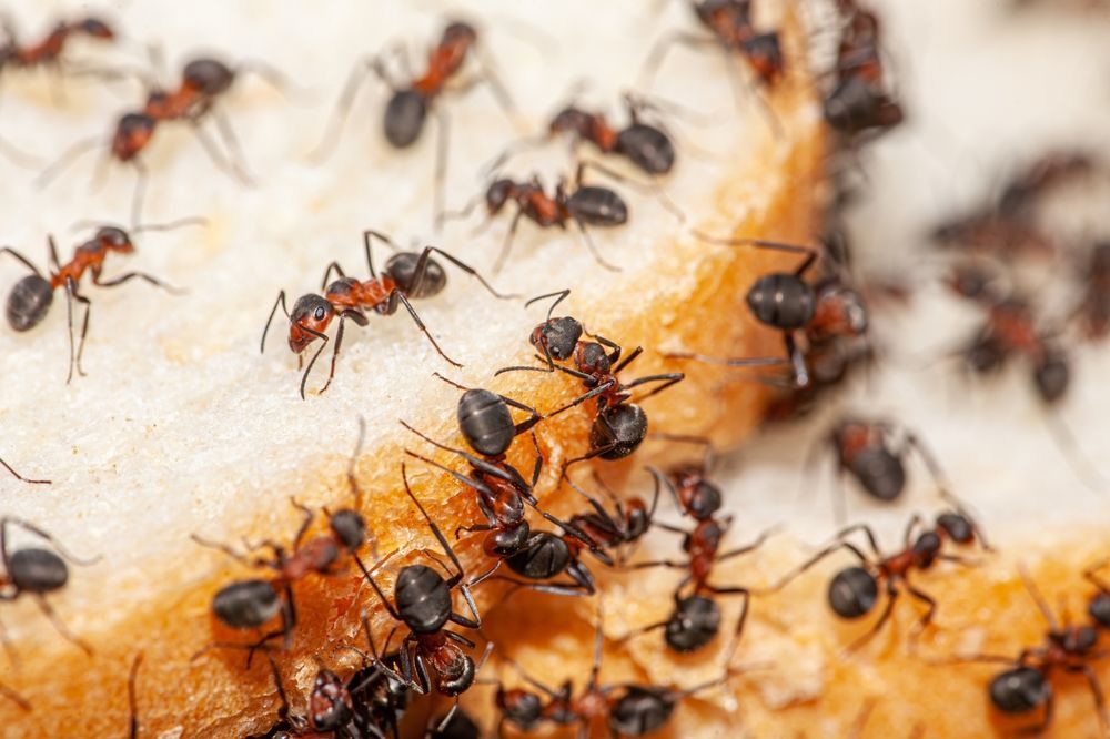 Ants swarming on a piece of bread, some red, others black, gathered in a close-up shot.