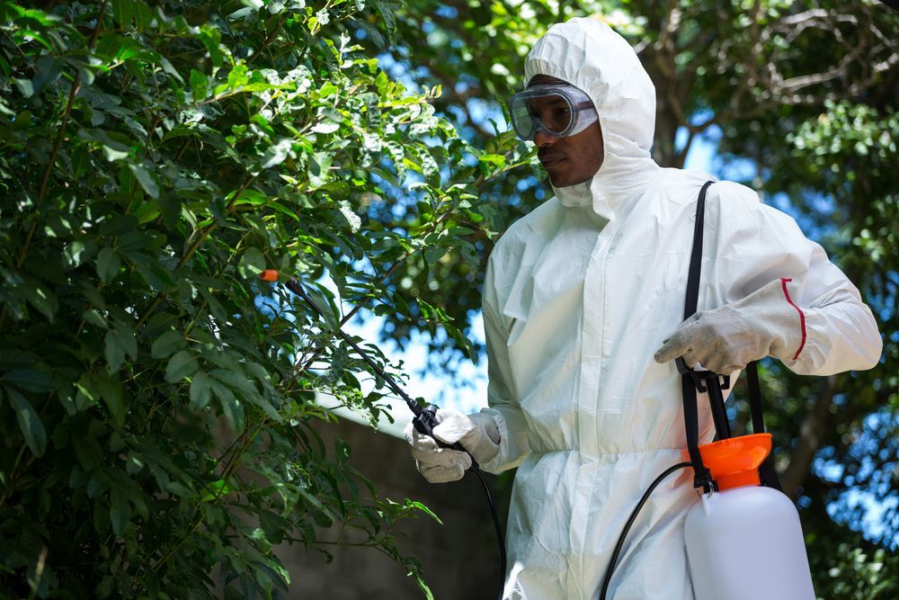 Person in protective suit spraying a bush with a pesticide.