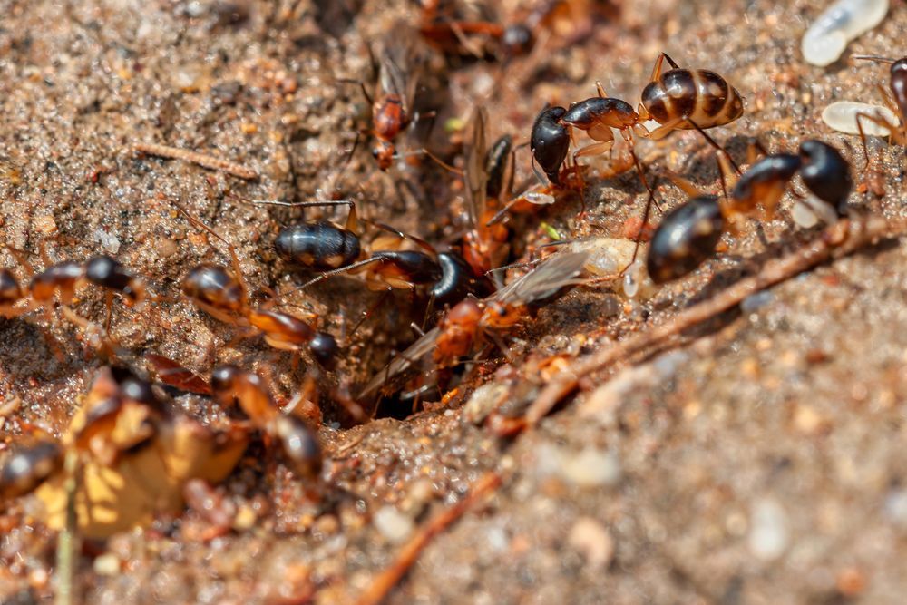 Brown and black ants gathered around an anthill entrance on sandy ground; some have wings.