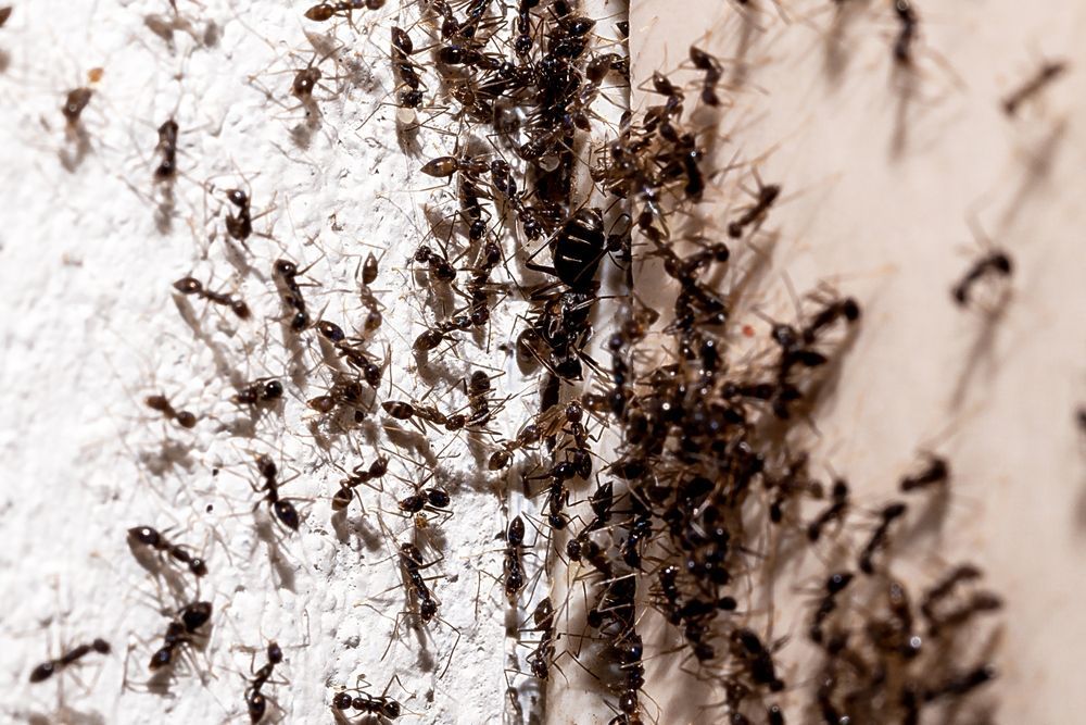 Controlling Ant Infestation