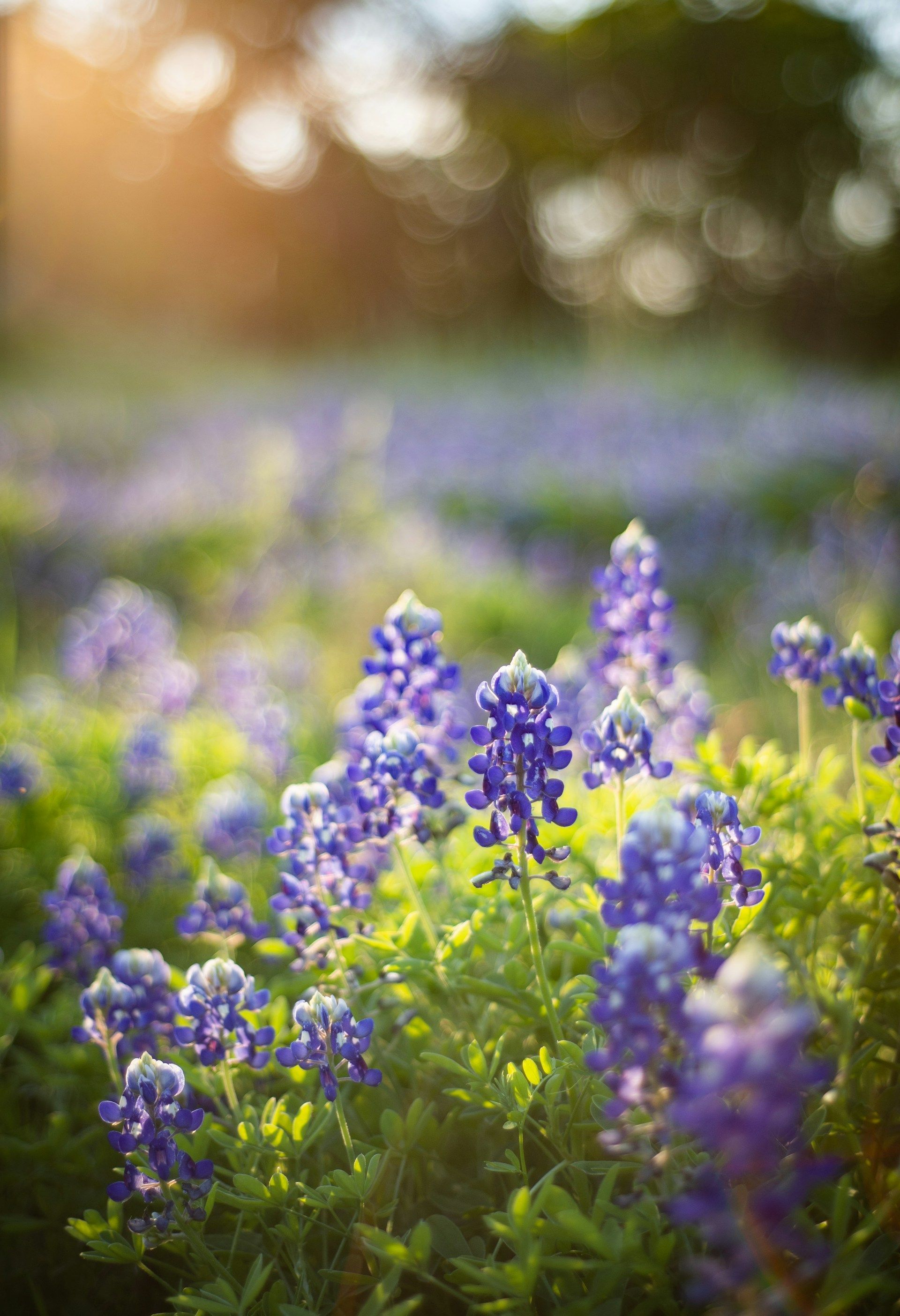Bluebonnet field in sunlight, with vibrant purple flowers and blurred background.