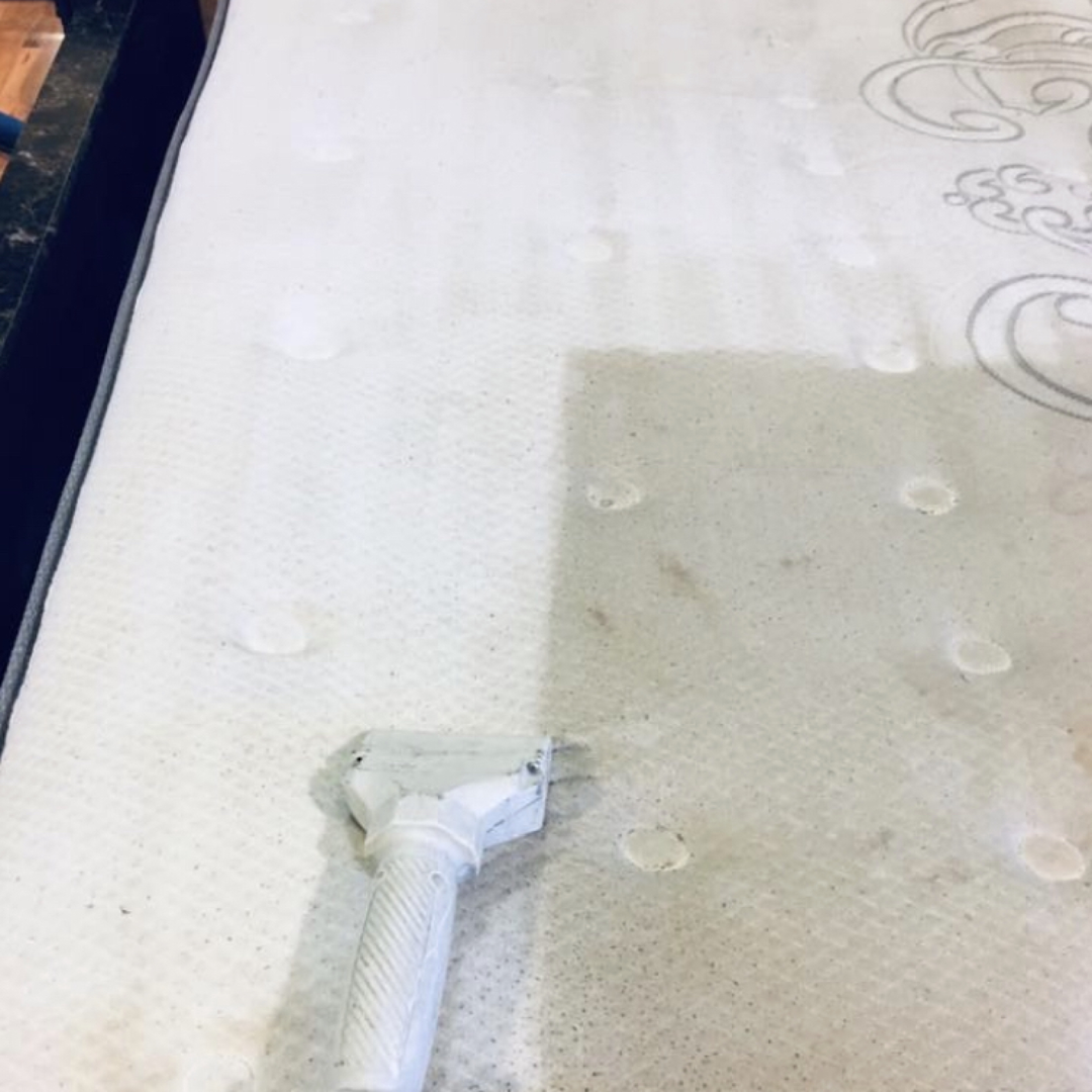 A carpet is being cleaned with a vacuum cleaner.