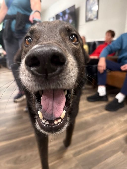 Manor on The Hill Therapy Dog