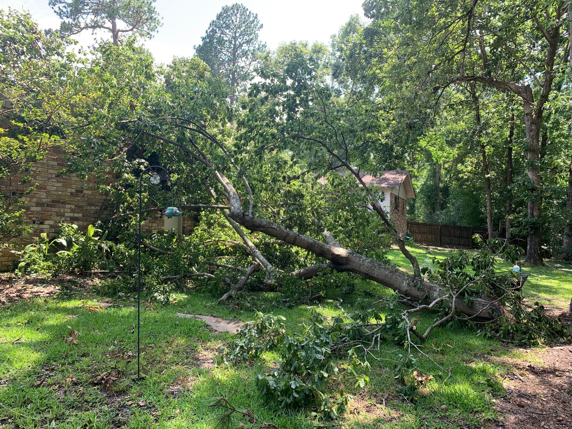A tree that has fallen in the grass in front of a house.