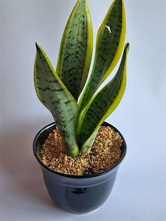 CENTRO JARDINERO LOS SAUCES