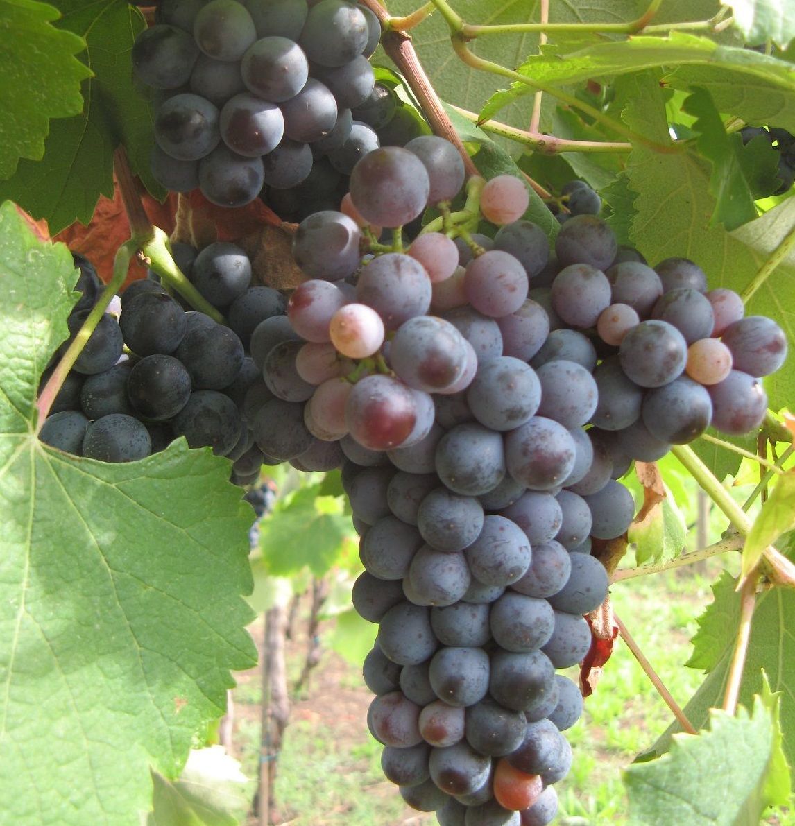 Cantine Martinelli, cmartinelli, vino italiano, lambrusco, sorbara, carpi, vino modenese, traminer 171, trminer, ancellotta, pignoletto, grechetto, traminer aromatico, cabernet, salamino, vino frizzante, vino fermo, spumante, spumante classico, rifermentato