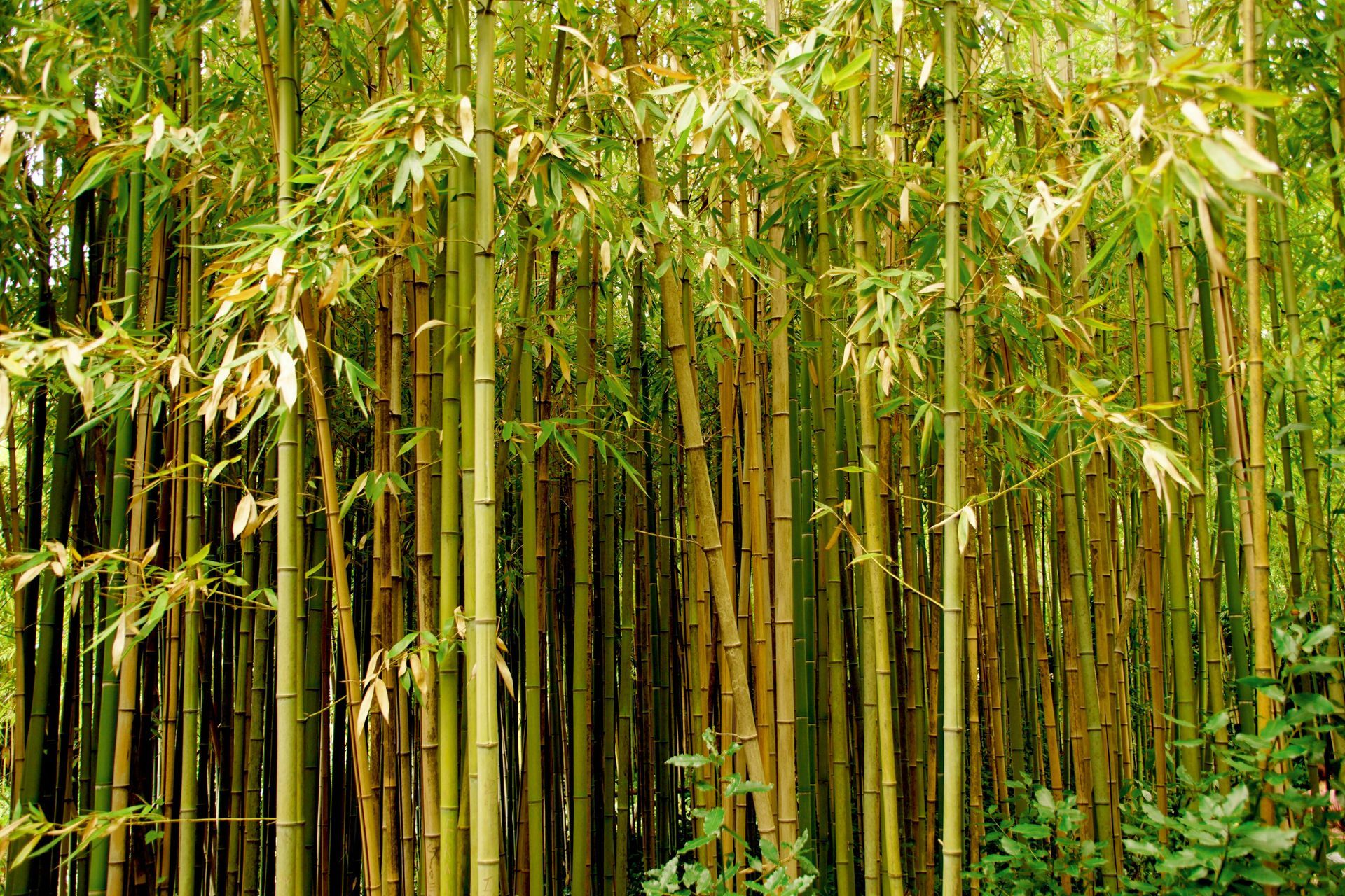 Dense bamboo grove with tall green stalks and leafy branches in bright sunlight