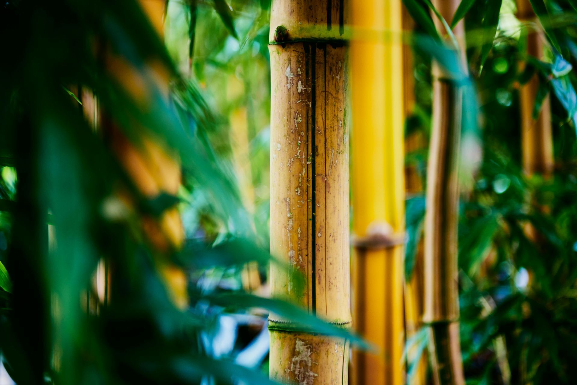 Close-up of green leaves and tall bamboo stalks in a lush forest.