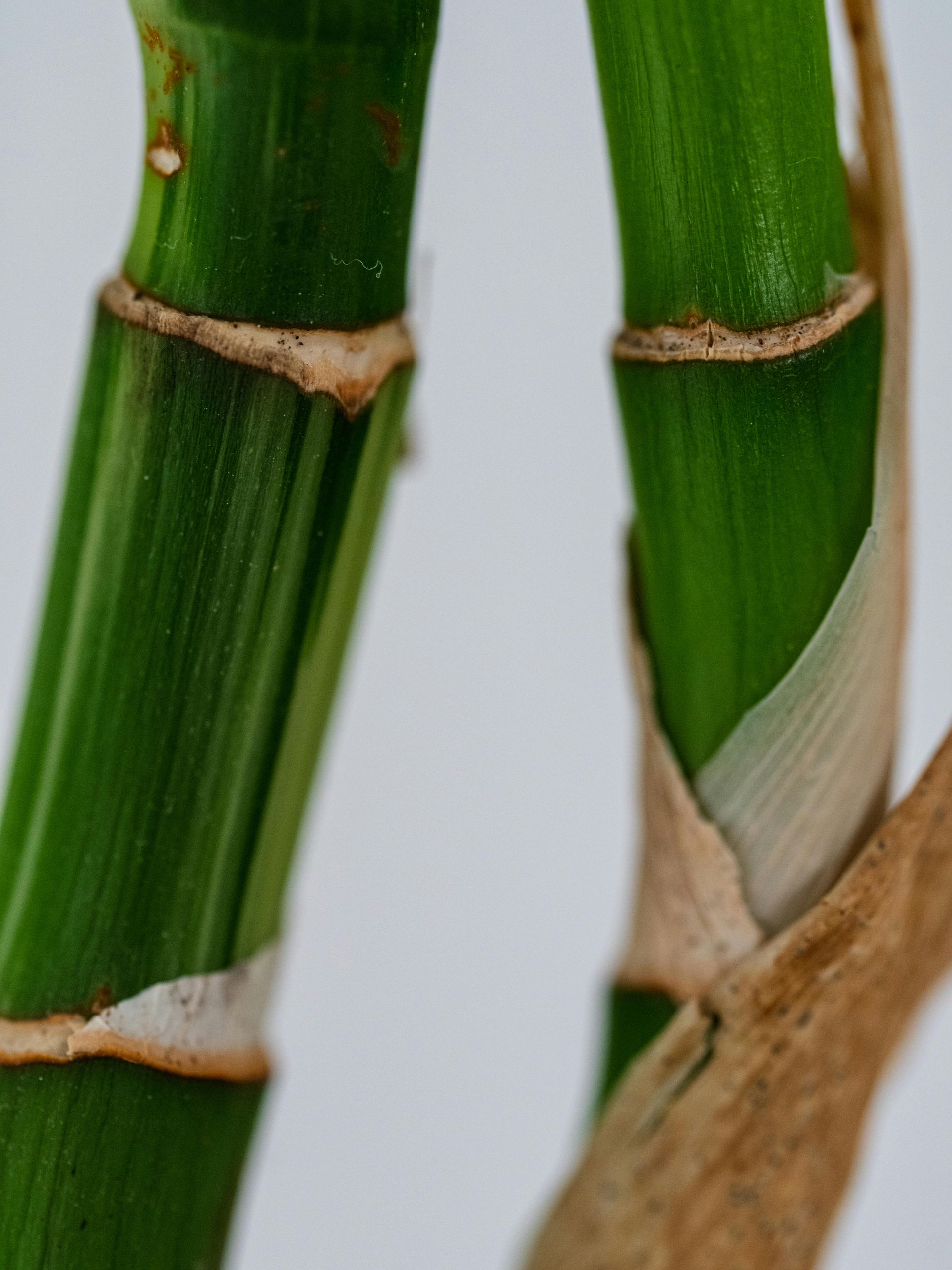 Close-up of green bamboo stalks with tan nodes and peeling outer layers