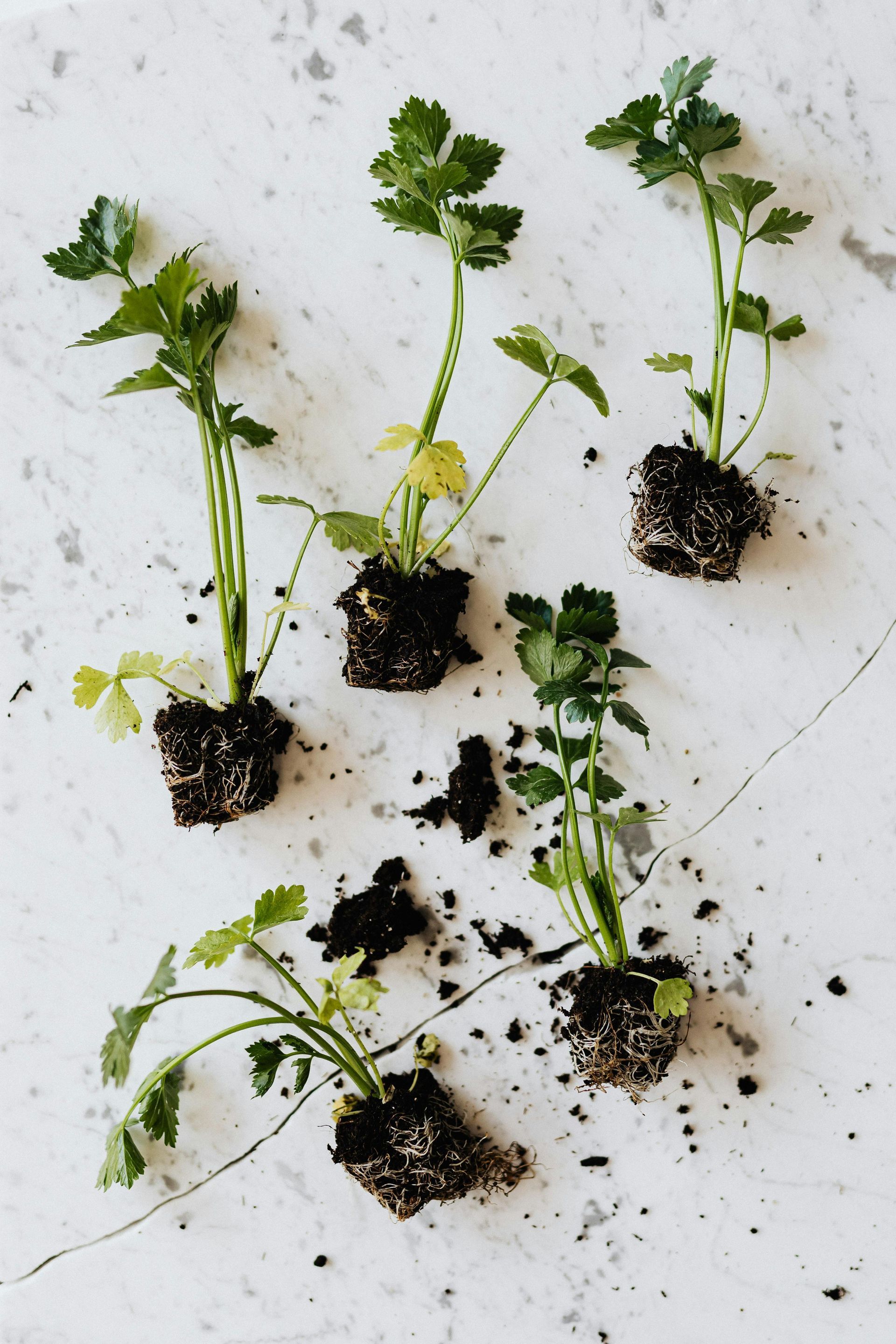 Five small cilantro seedlings with soil-covered roots arranged on a light gray marble surface.