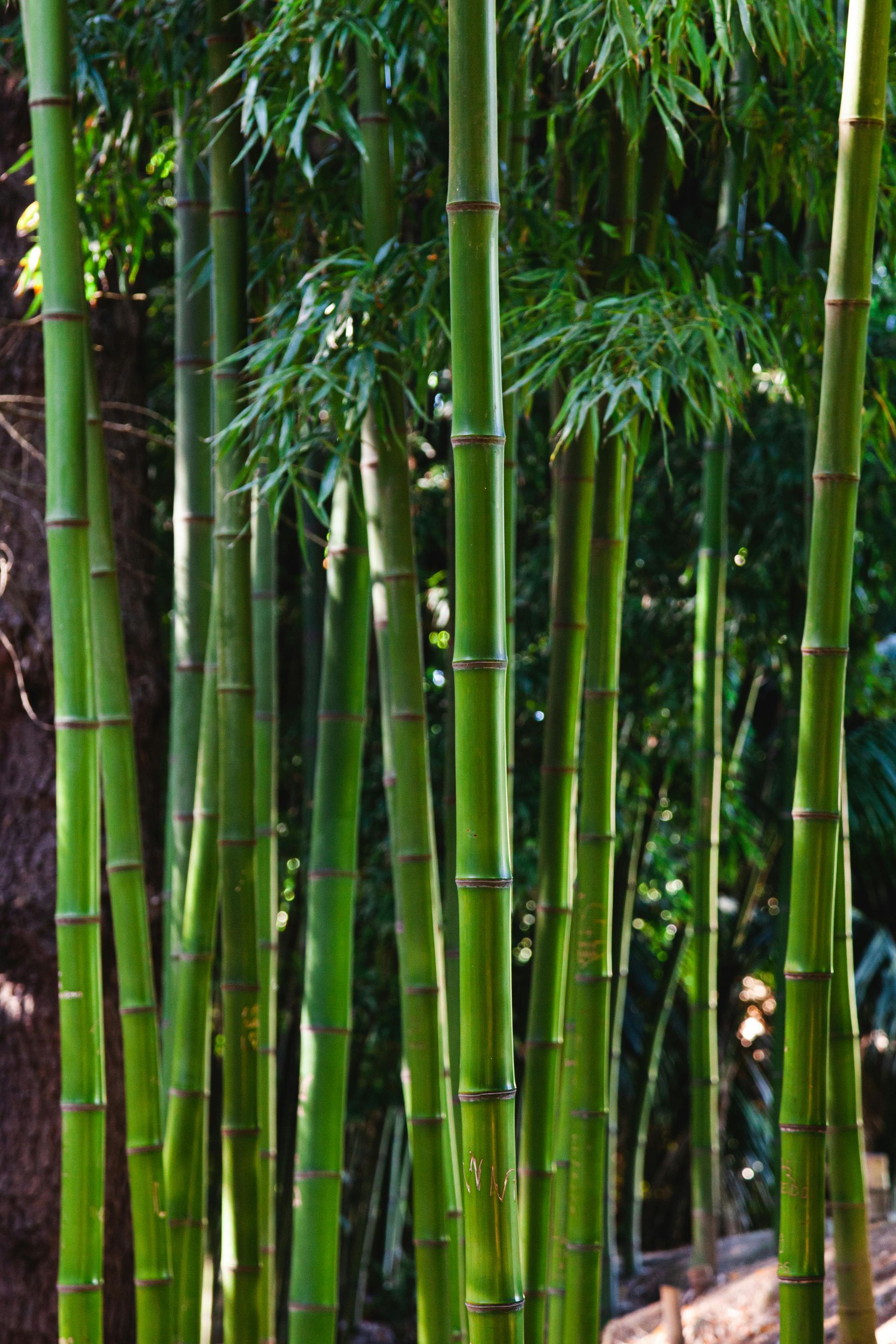 Tall green bamboo stalks in a dense forest