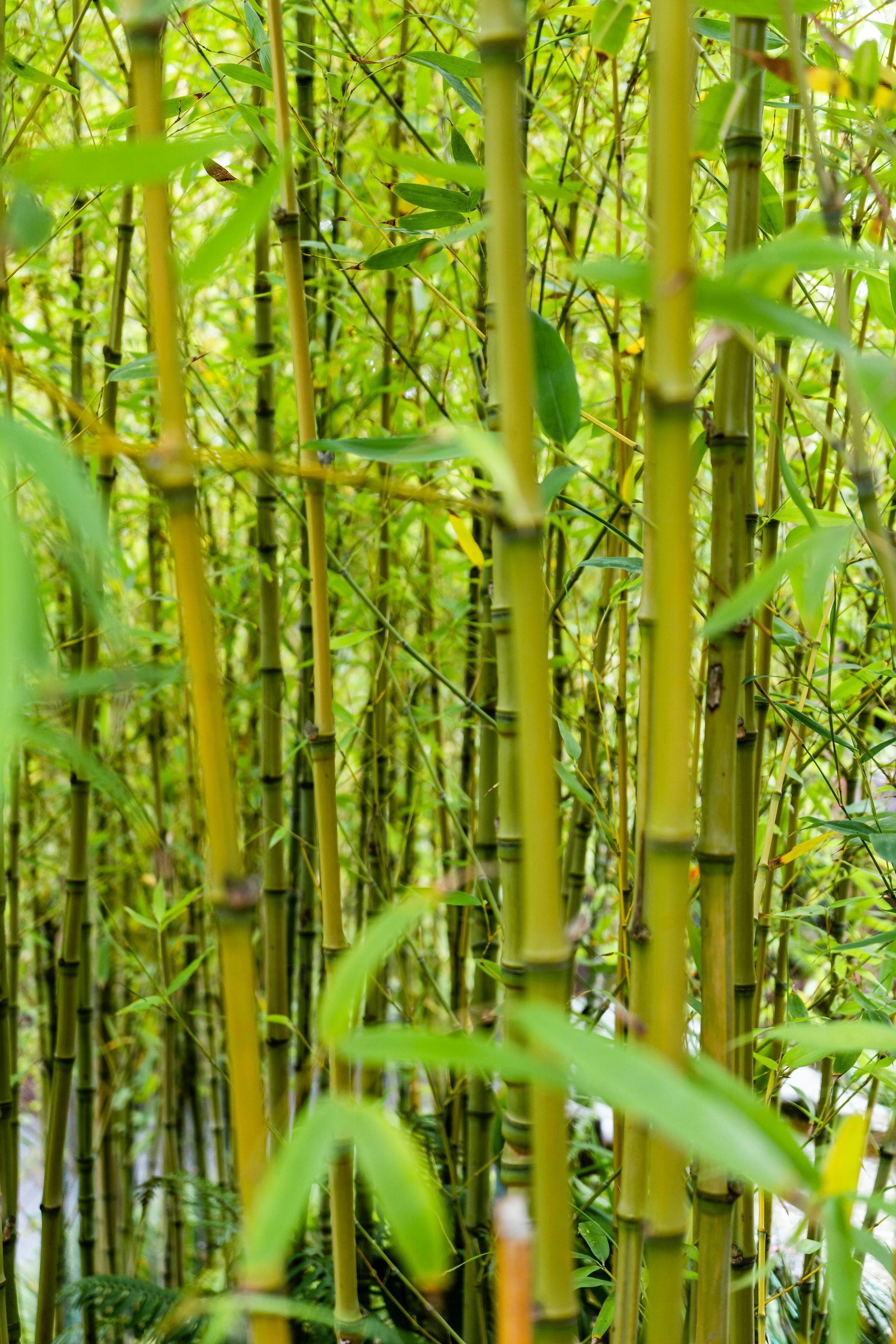 Dense green bamboo grove with tall stalks and leaves filling the frame