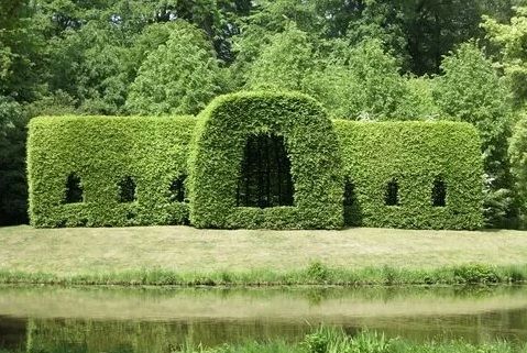 image of trimmed hedge