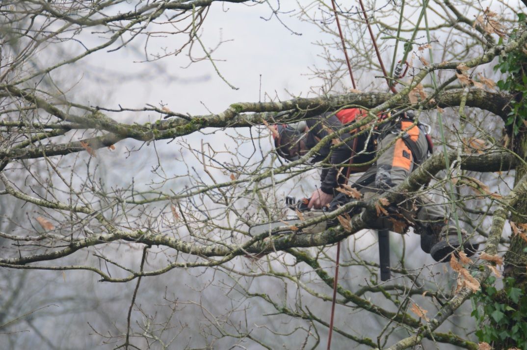 tree services in Langford