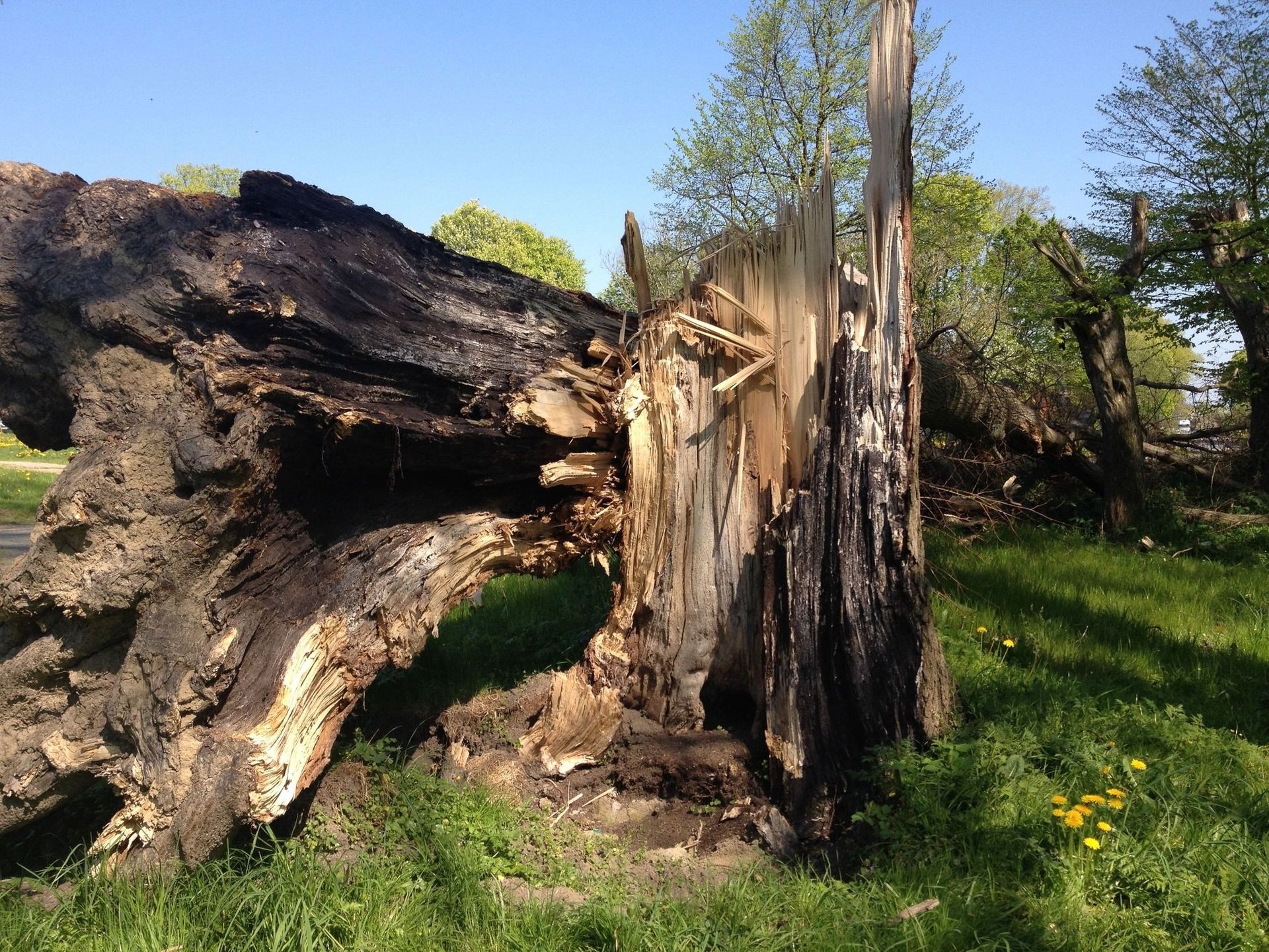 Tree Removal Victoria BC