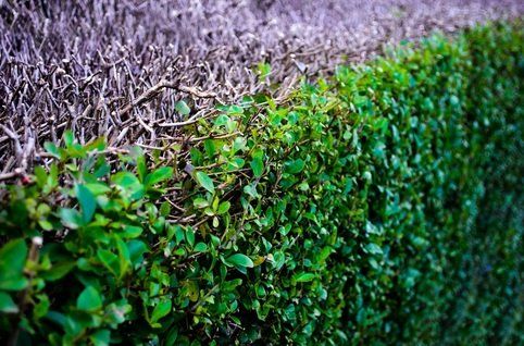 Hedge Trimming, Pruning, Removal, Shaping, Stump Grinding Services In Victoria, B.C.