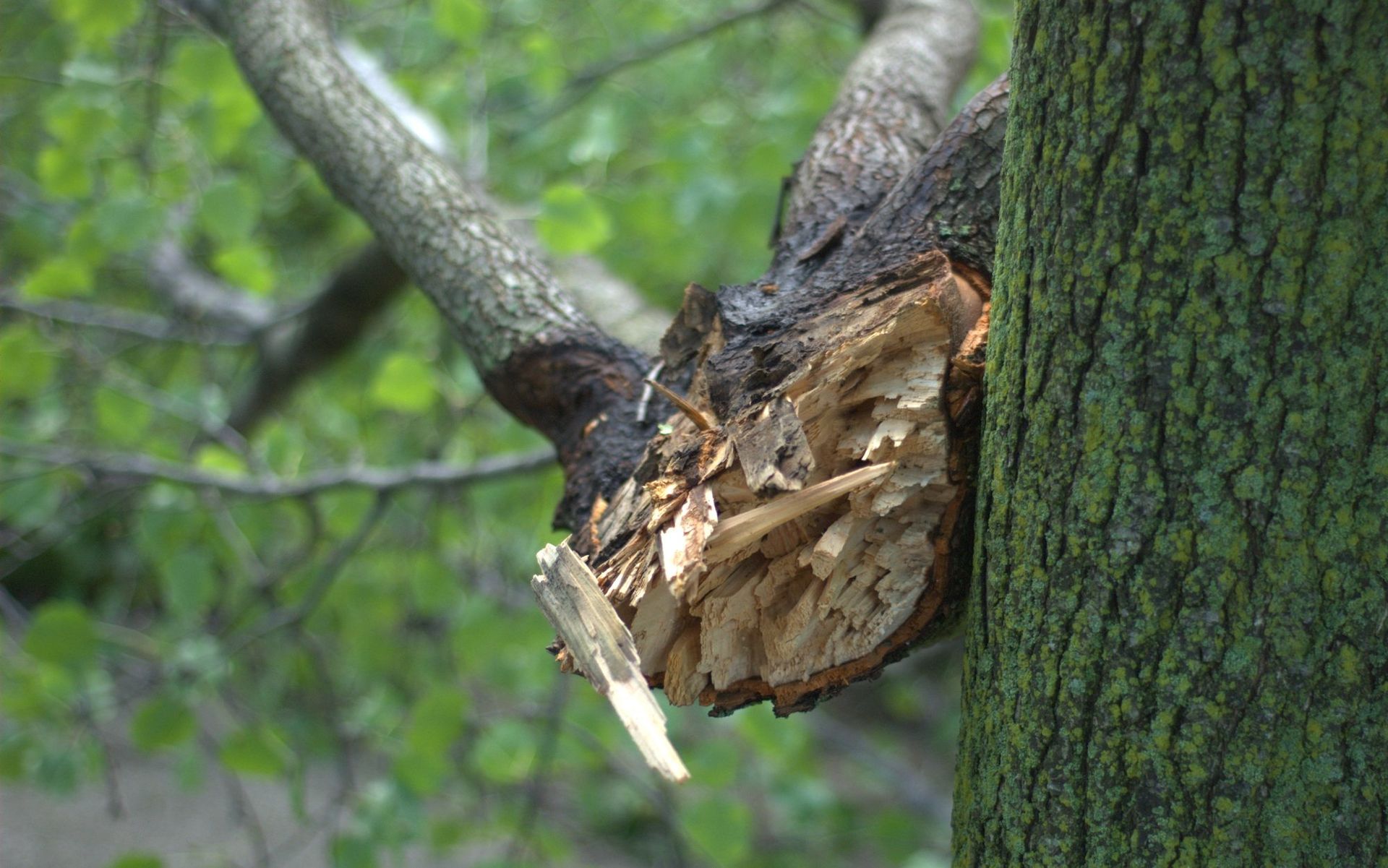 Broken Branches, Rooted Up Trees, Stump Grinding,Cheap Tree Service