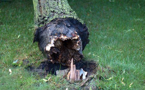 Tree Removal Near Me, Stump Removal Near Me, Tree Care Services Near Me