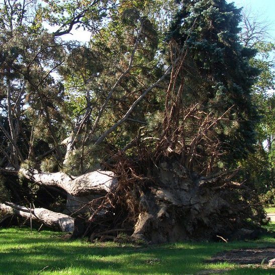 Vancouver Island Tree Care Services
